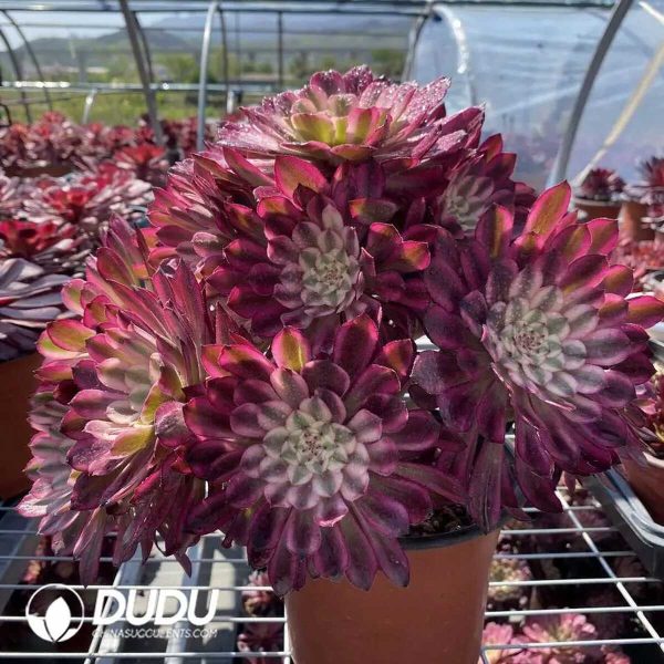 50pcs Aeonium Xianmo Cuttings - Image 2