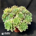 $0.53*50pcs Aeonium Starburst Cuttings - Image 2