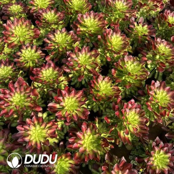 50pcs Aeonium Shaohua Cuttings - Image 2