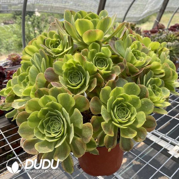50pcs Aeonium Qingmeng Cuttings - Image 2