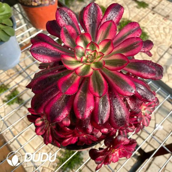 50pcs Aeonium Chanel Cuttings - Image 2