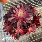 50pcs Aeonium Black Swan Cuttings - Image 2