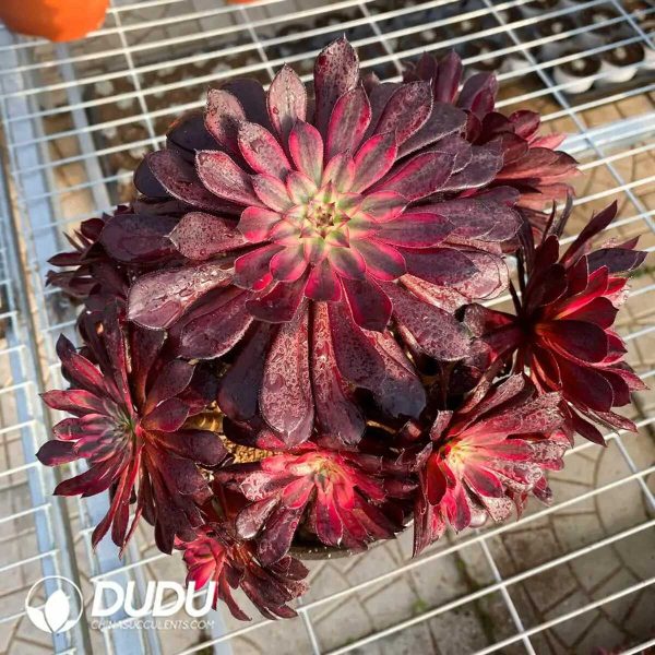 50pcs Aeonium Black Swan Cuttings - Image 2