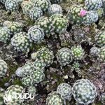 Mammillaria Schiedeana Seedlings 100 pcs - Image 2
