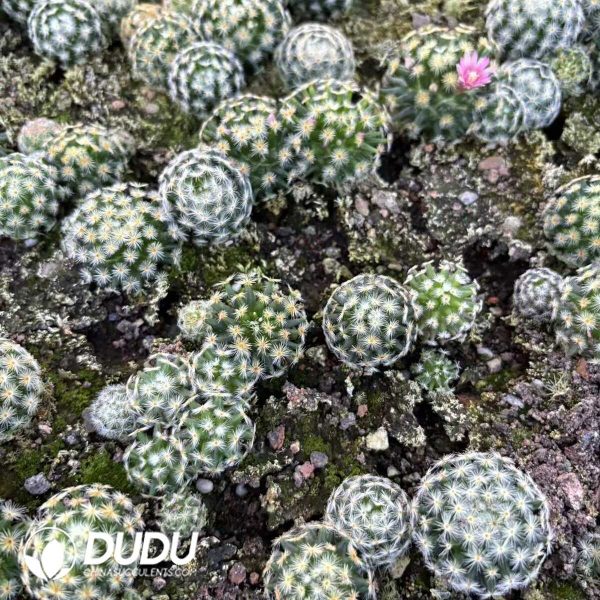 e202-3.jpg Mammillaria Schiedeana Seedlings 100 pcs - Image 2
