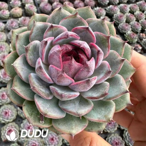 Echeveria Xvanyun - Image 2