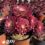 50pcs Aeonium Garnet of White Variegated Cuttings - Image 2