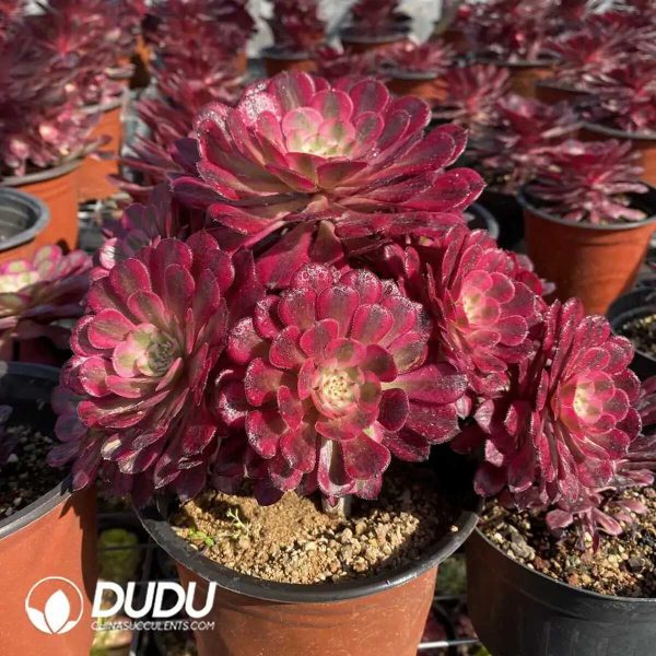 50pcs Aeonium Garnet of White Variegated Cuttings - Image 2