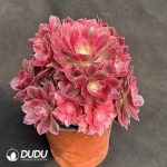 50pcs Aeonium Pink Witch Cuttings - Image 2