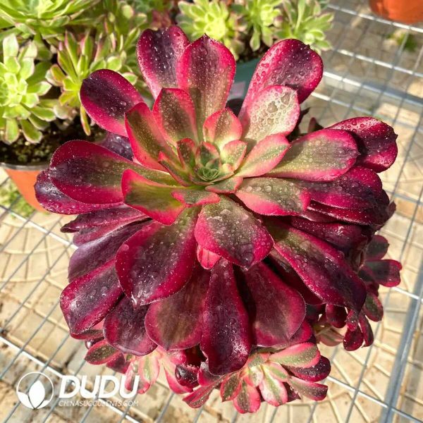 50pcs Aeonium Caput-Medusae Cuttings - Image 2