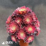 50pcs Aeonium Fireworks Cuttings - Image 2
