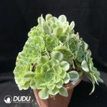 50pcs Aeonium Green Bean Paste Cuttings - Image 2