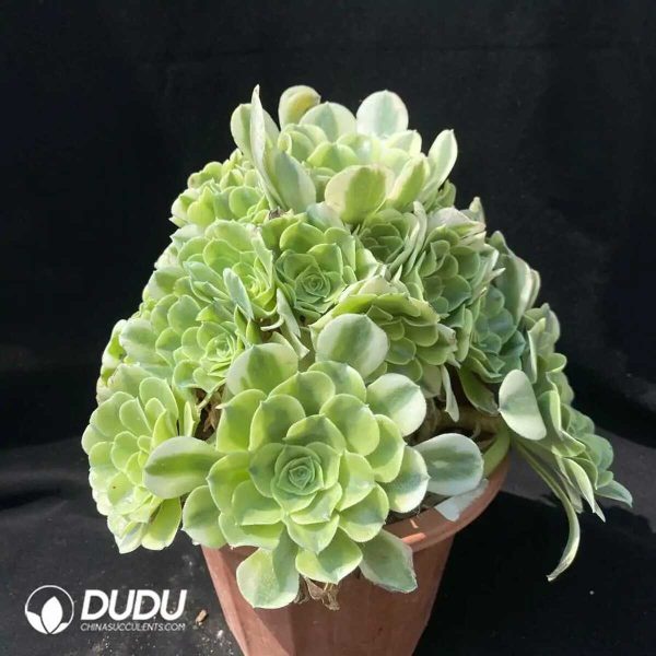 50pcs Aeonium Green Bean Paste Cuttings - Image 2