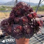 50pcs Aeonium Red Devil Cuttings - Image 2