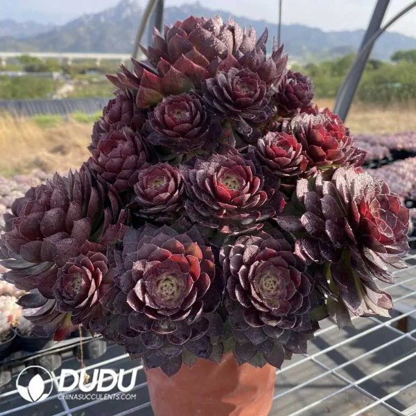 50pcs Aeonium Red Devil Cuttings - Image 2