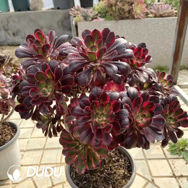 50pcs Aeonium Lilacina Cuttings - Image 2