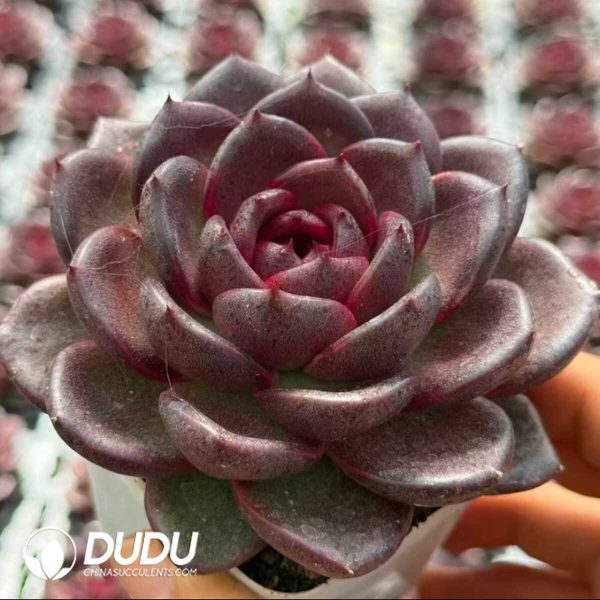 Echeveria Norwegian Wood - Image 2