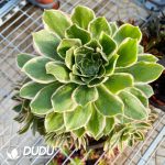 50pcs Aeonium Green Rose Variegated Cuttings - Image 2
