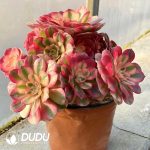 50pcs Aeonium Qingcheng Cuttings - Image 2