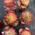 50pcs Aeonium Litchi Cuttings - Image 2