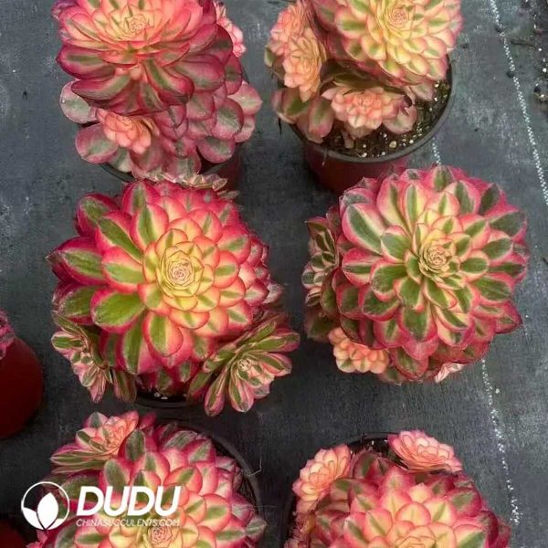 50pcs Aeonium Litchi Cuttings - Image 2