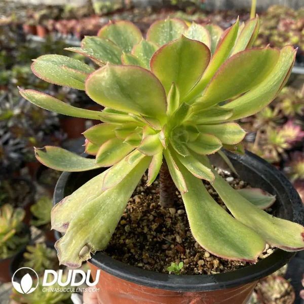 e202-314.jpg $0.53*50pcs Aeonium Athena Cuttings - Image 2