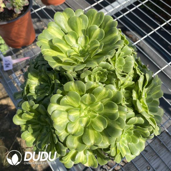 50pcs Aeonium Glass Gade Variegated Cuttings - Image 2