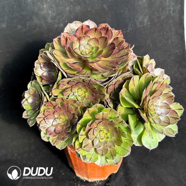 50pcs Aeonium Halloween Sliky Variegated Cuttings - Image 2