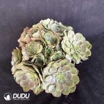 50pcs Aeonium Halloween Cuttings - Image 2