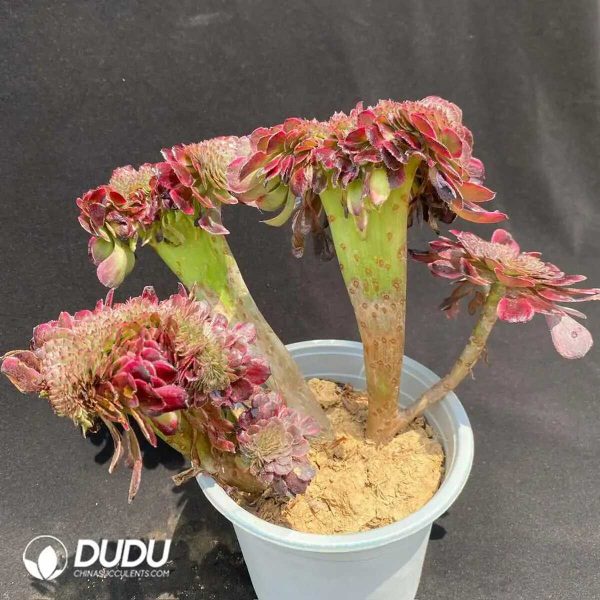 50pcs Aeonium Black King Kong Cristata Cuttings - Image 2