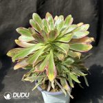 50pcs Aeonium V Jin Variegated Cuttings - Image 2