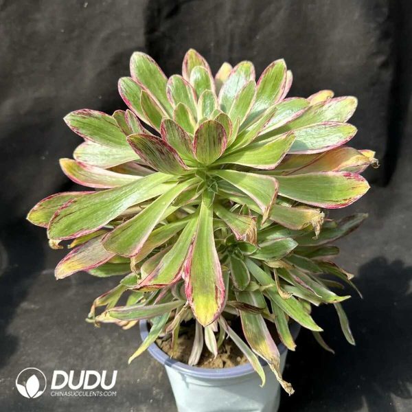 50pcs Aeonium V Jin Variegated Cuttings - Image 2