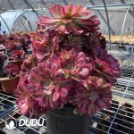 50pcs Aeonium Mardi Gras variegated Cuttings - Image 2