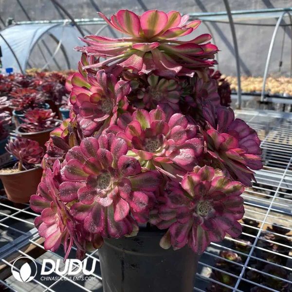 50pcs Aeonium Mardi Gras variegated Cuttings - Image 2
