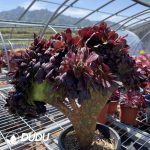 $2.02*50pcs Aeonium Arboreum Velour Cuttings - Image 2
