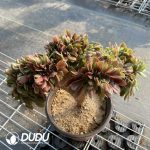 50pcs Aeonium Blushing Beauty Cristate Cuttings - Image 2