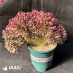 50pcs Aeonium Godness Cristata Cuttings - Image 2