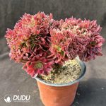 50pcs Aeonium Red Sleeve Cristata Cuttings - Image 2