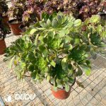 50pcs Aeonium Colorful Butterfly Cuttings - Image 2