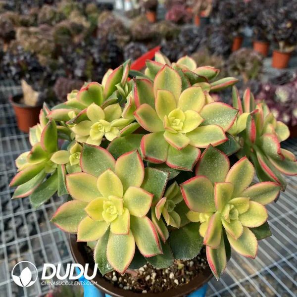 50pcs Aeonium decorum f. variegata Cuttings - Image 2