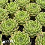 Echeveria Kiwi Fruit - Image 2