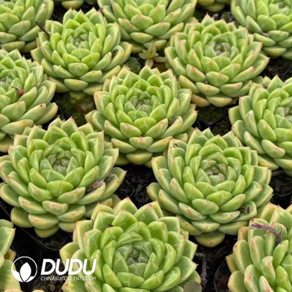 Echeveria Kiwi Fruit - Image 2