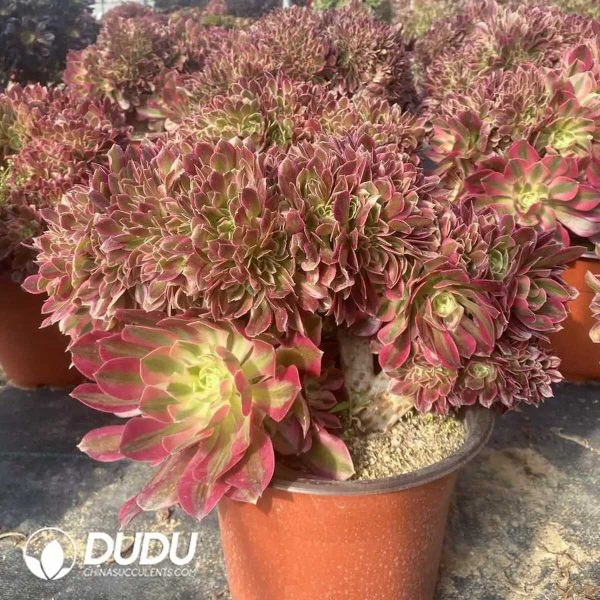 50pcs Aeonium Pink Witch Cristata Cuttings - Image 2