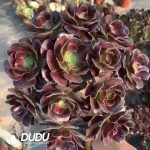 $0.34*50pcs Aeonium Arboreum Velour - Image 2