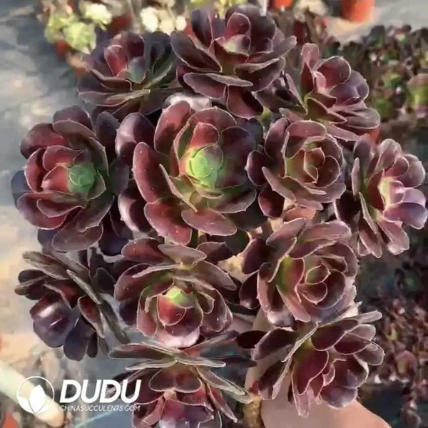 e202-333.jpg $0.34*50pcs Aeonium Arboreum Velour - Image 2
