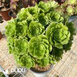 50pcs Aeonium Green Cashmere Cuttings - Image 2