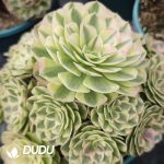 Aeonium Lunhui Clustering - Image 2