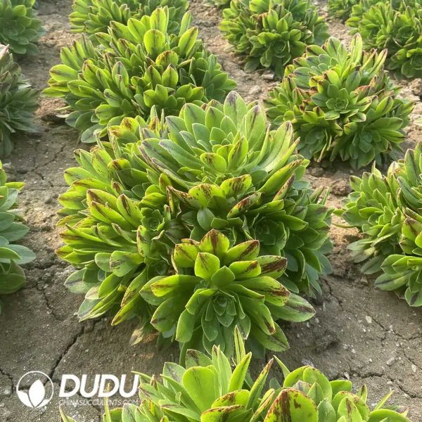 50pcs Aeonium Jade Fire Cuttings - Image 2