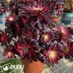 $0.9*50pcs Aeonium  Zwartkin White variegated Cuttings - Image 2