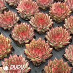 Echeveria Fire Phoenix - Image 2